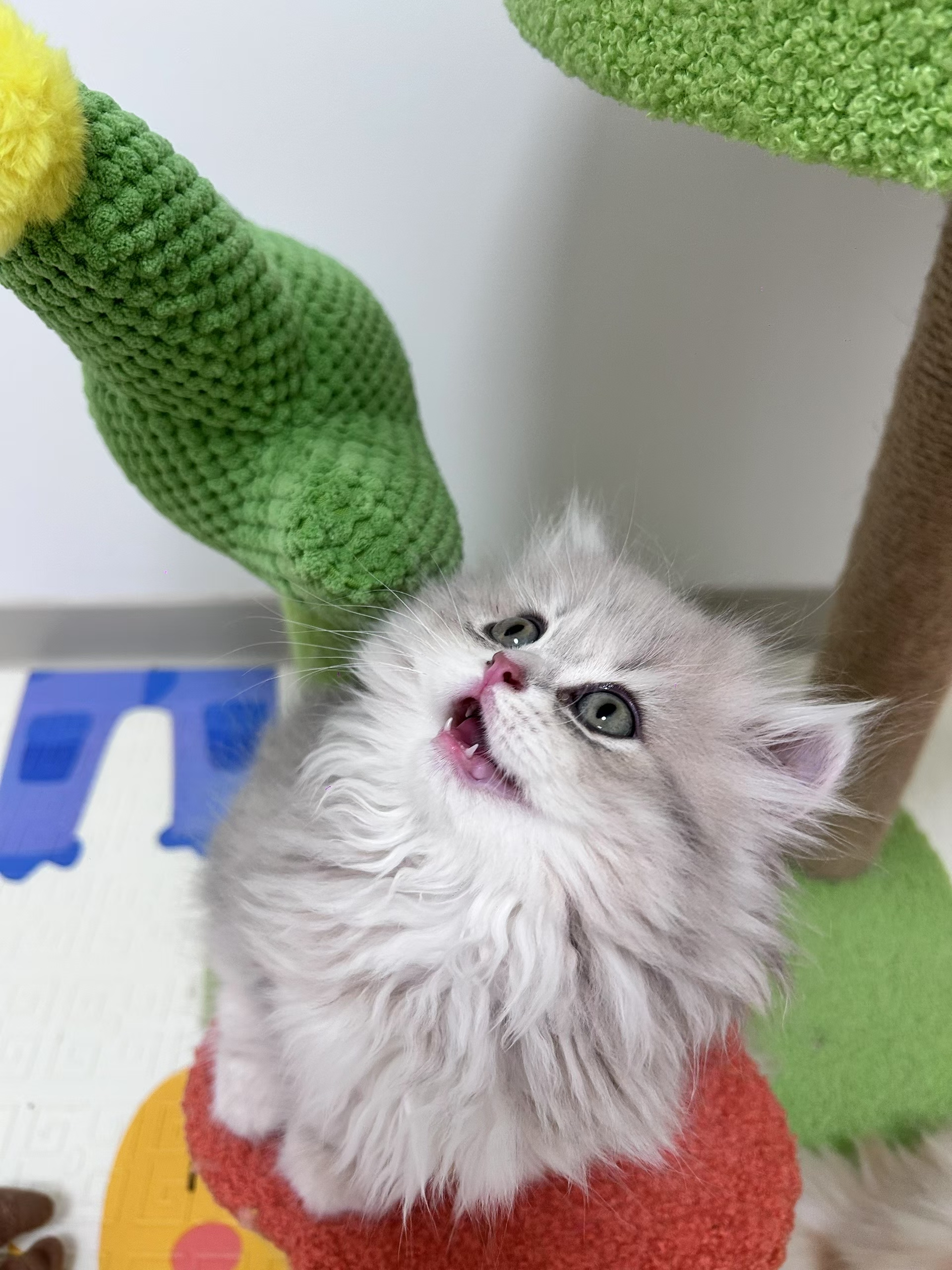 蓝金妹妹，包邮